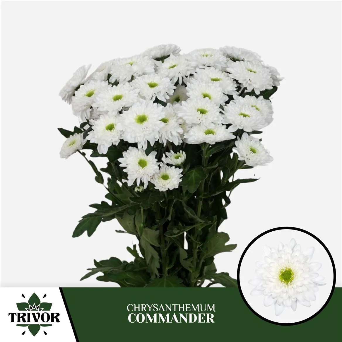 Chryzantéma trsová Commander • 70 cm