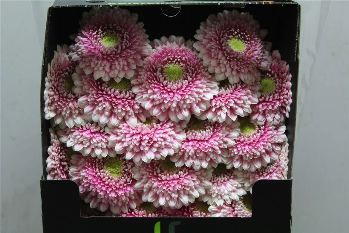 Germini Diamond Pomponi Noek • 55 cm