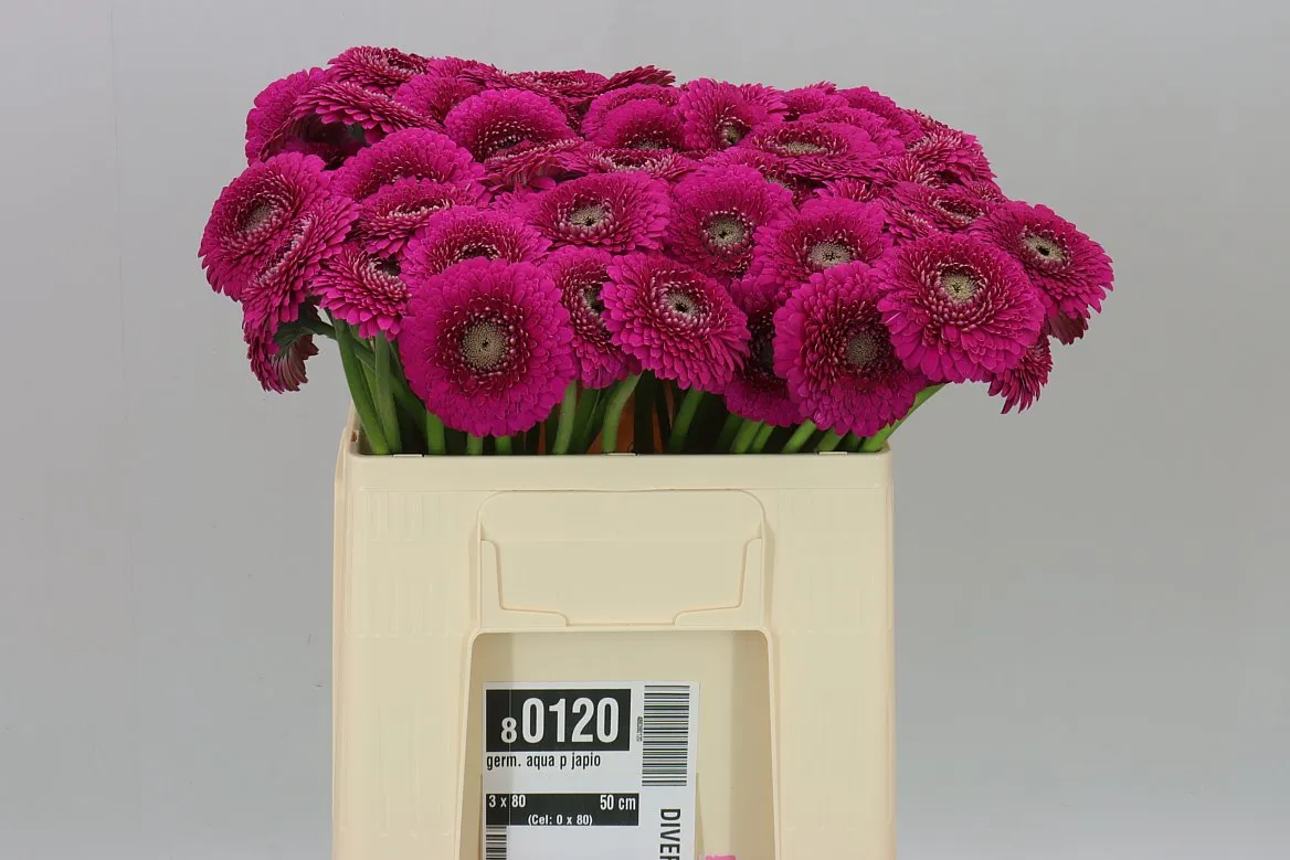 Germini Aqua P Japio • 50 cm