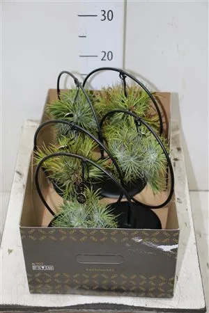 Tillandsia Overig