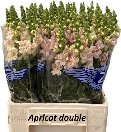 Antir Dubbel Apricot • 65 cm