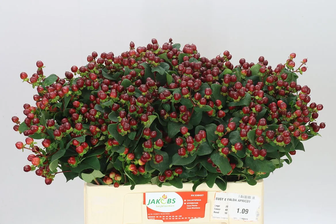 Hyp Spray Coco Montana • 60 cm