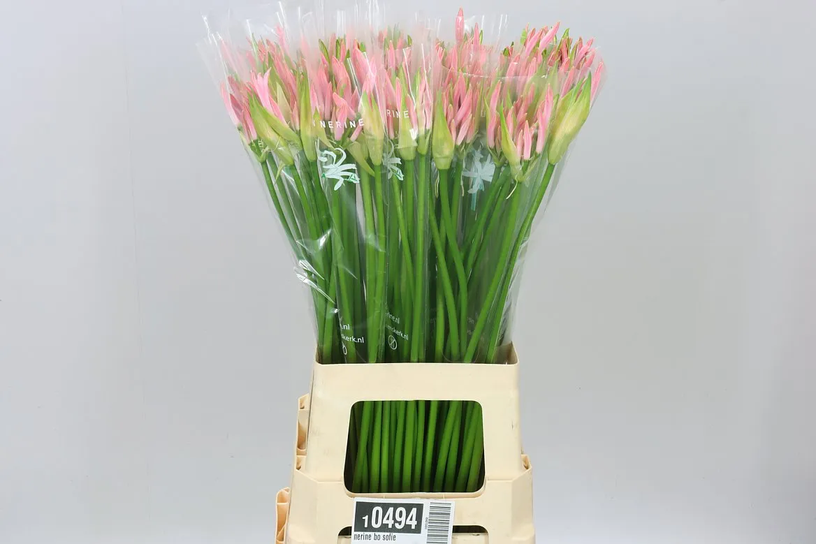 Nerine Bo Sofie • 65 cm