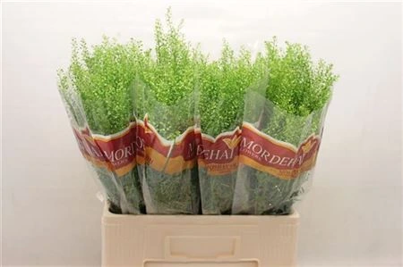 Thlaspi Green Bell • 60 cm