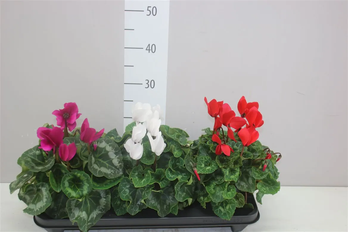 Cyklámen veľkokvetý S S Xl mix A2 • črepník 13 cm