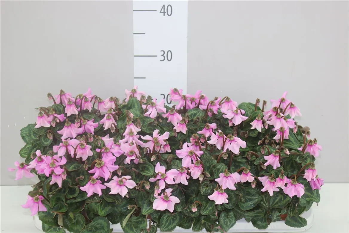 Cyclamen Kl Petticoat Roze • črepník 10,5 cm