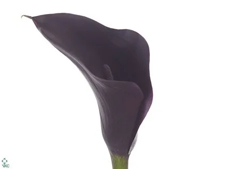Zant Odessa • 45 cm