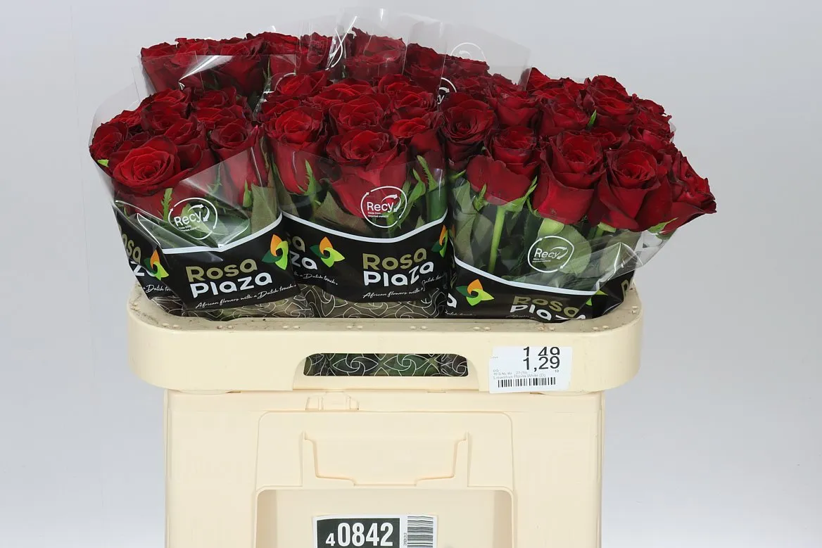 Rosa Gr Monte Carlo • 60 cm