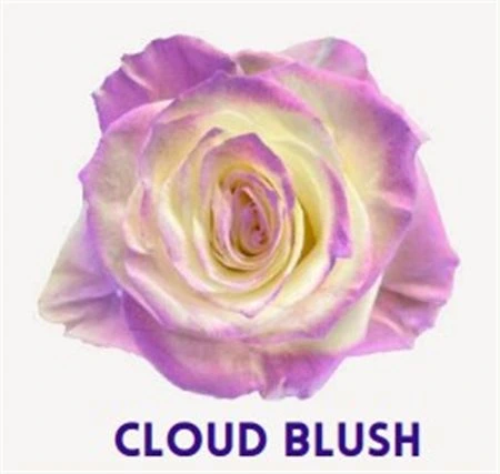 Ruža farbená Cloud Blush, Ekvádor • 50 cm