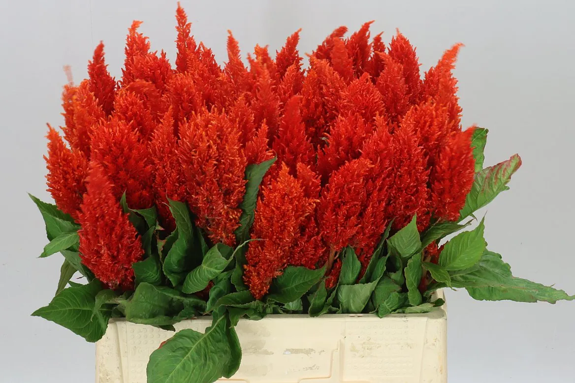 Celózia P Century Fire • 60 cm
