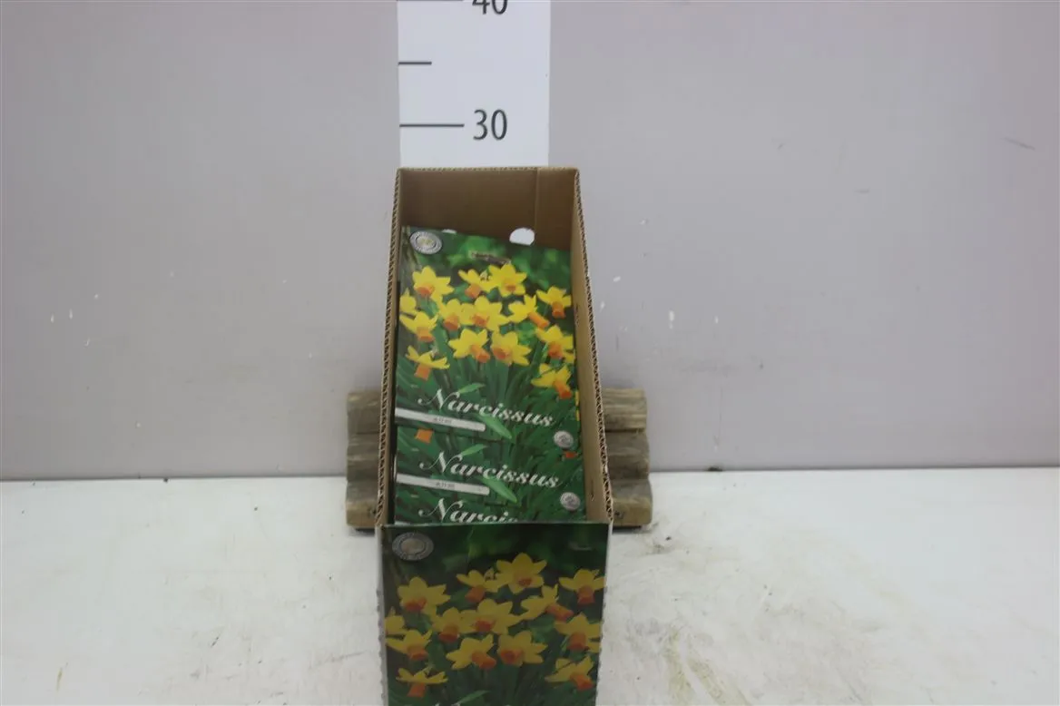 Bol Narcis Botanical Jetfire X7
