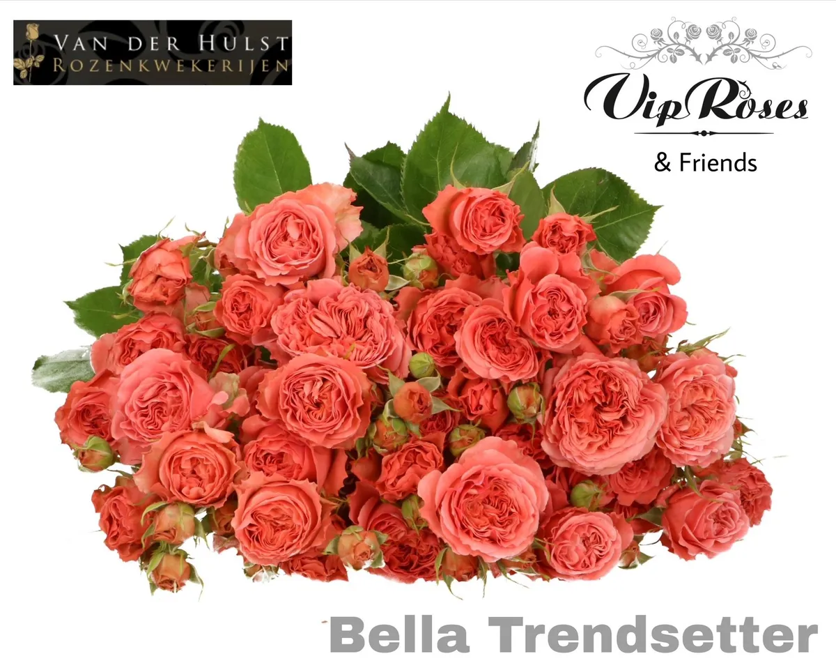 R Tr Bella Trendset (vd Hulst) • 50 cm