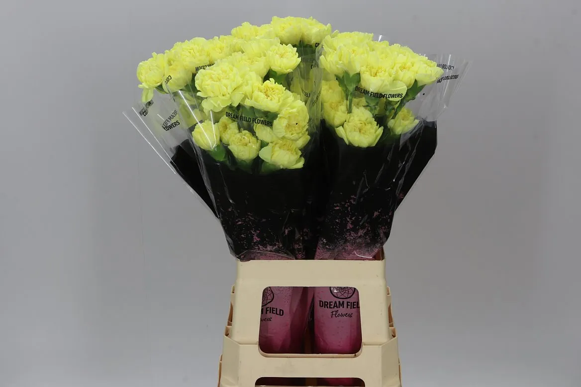 Di St Yellow • 70 cm