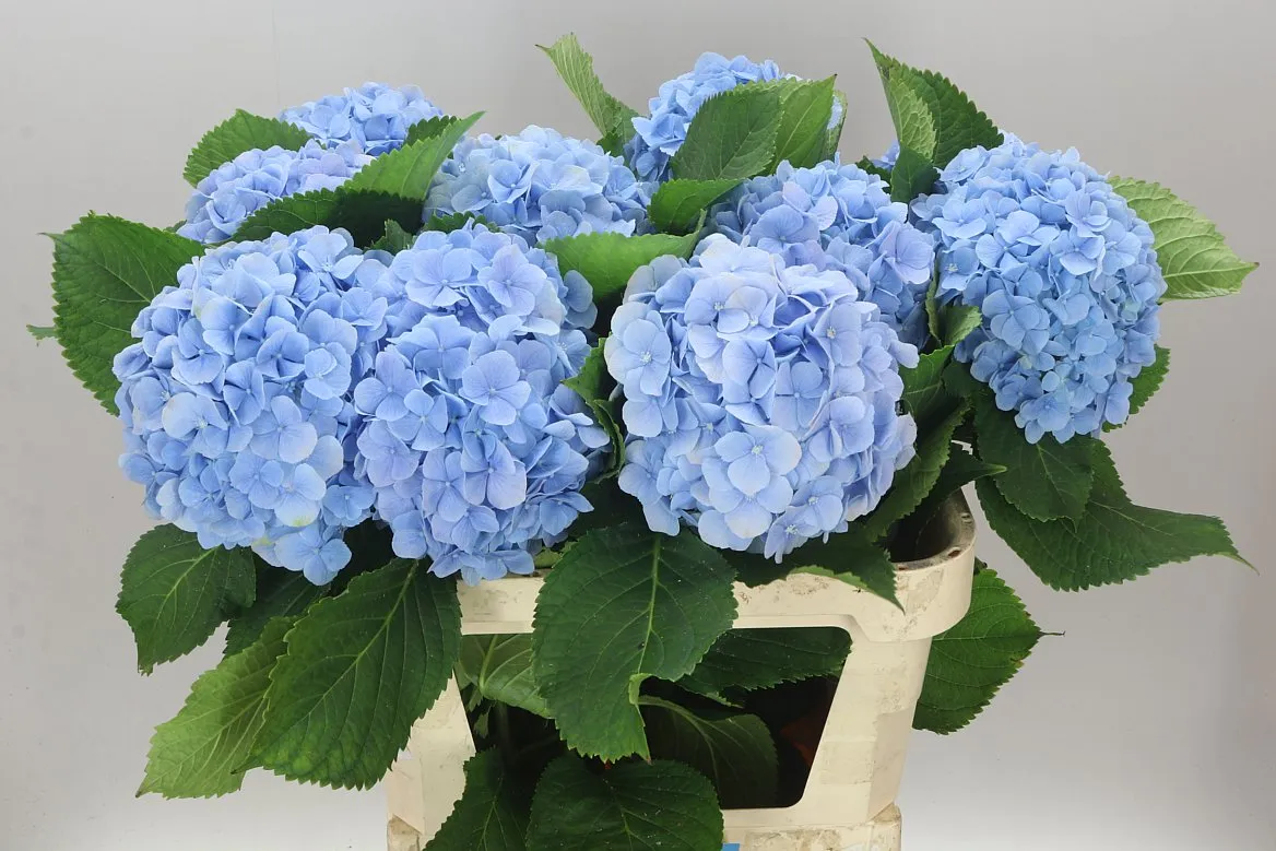 Hortenzia Verena Blue Pale • 80 cm