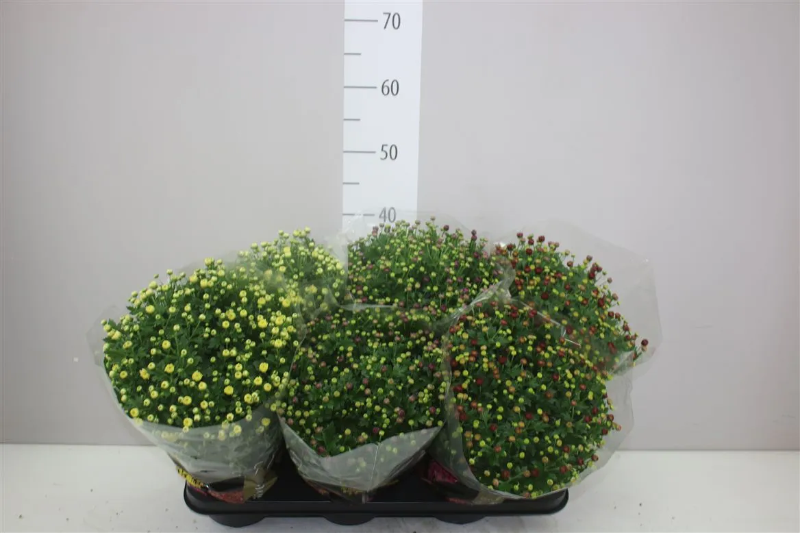 Chryzantéma črepníková Gr Bol 30cm Jasoda mix • črepník 15 cm