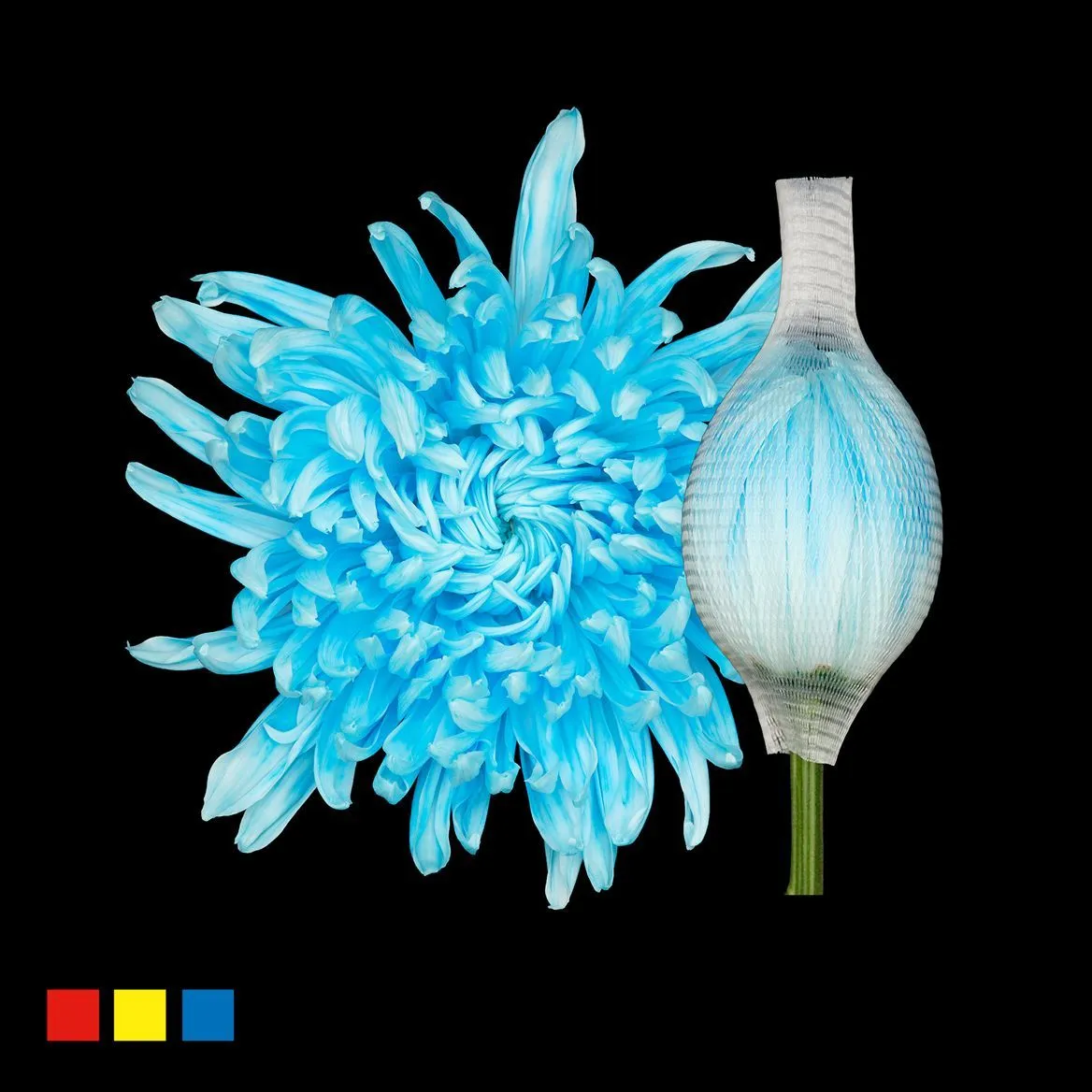 Chryzantéma veľkokvetá Stravina Pastel Blue • 70 cm