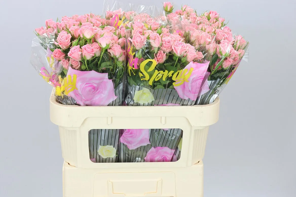 Rosa Tr Odilia • 70 cm