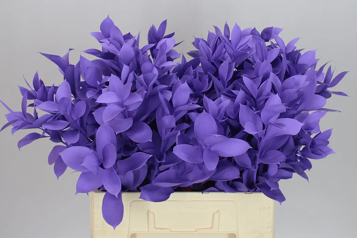 Ruskus farbený Milka • 60 cm