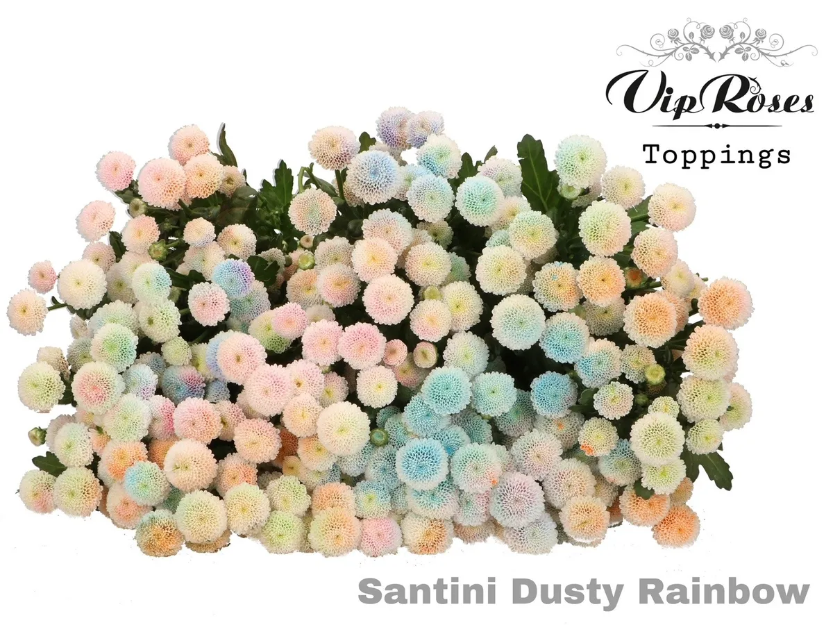 Chryzantéma santini Dusty Rainbow • 55 cm