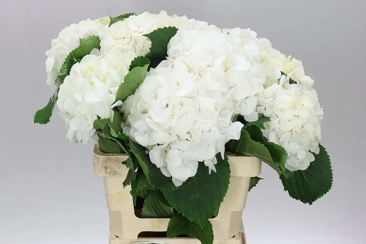 Hortenzia Verena White • 60 cm
