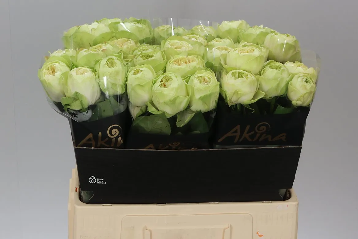 Ruža White Kahala • 60 cm