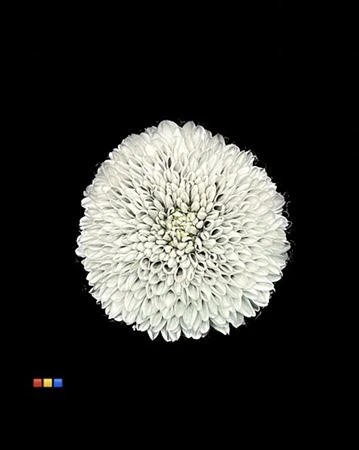Chryzantéma veľkokvetá Superbowl Grey • 80 cm