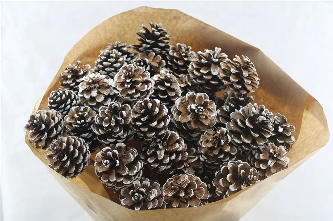 Pine Cone White Tip X40, sušené • 50 cm