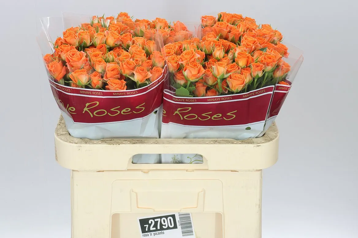 Rosa Tr Picanto • 60 cm