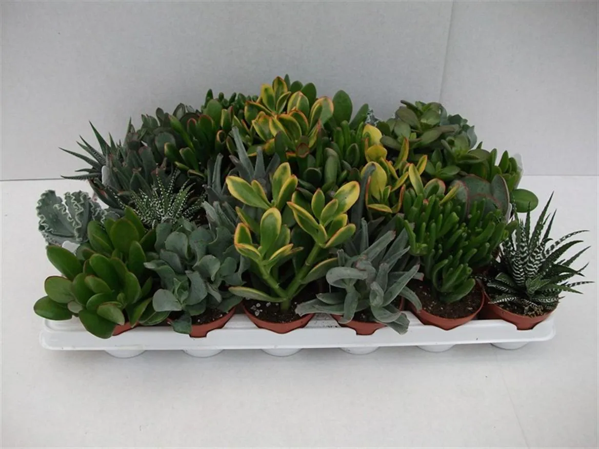 Crassula mix • črepník 8,5 cm