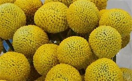 Craspedia Big Yellow • 55 cm