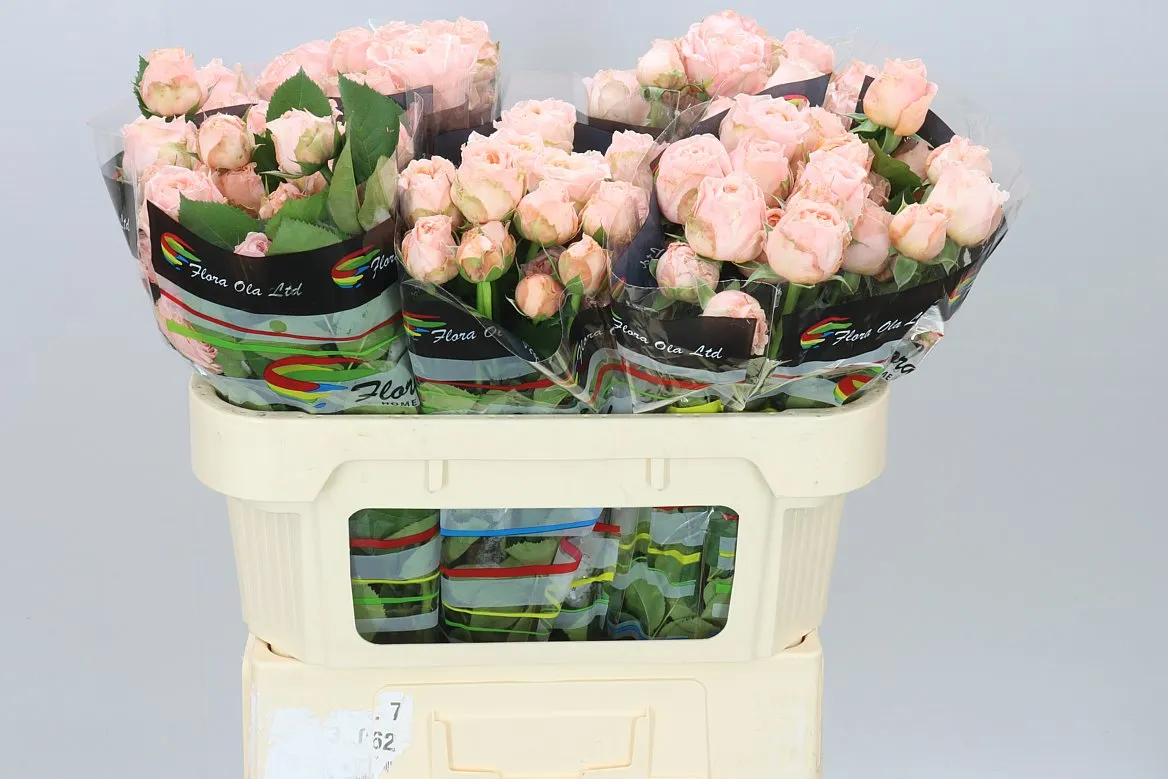 Ruža trsová Georgia Peach X5 • 70 cm
