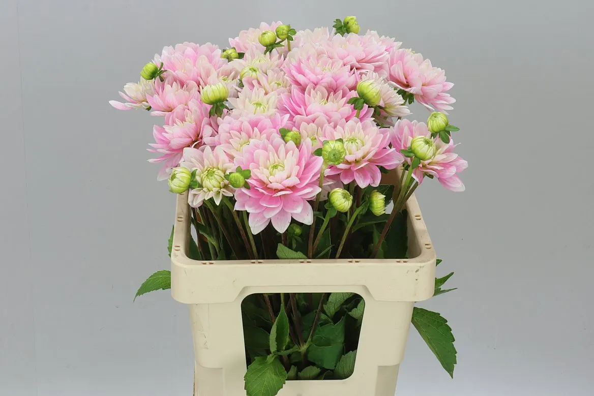 Dahlia Pink Delight
