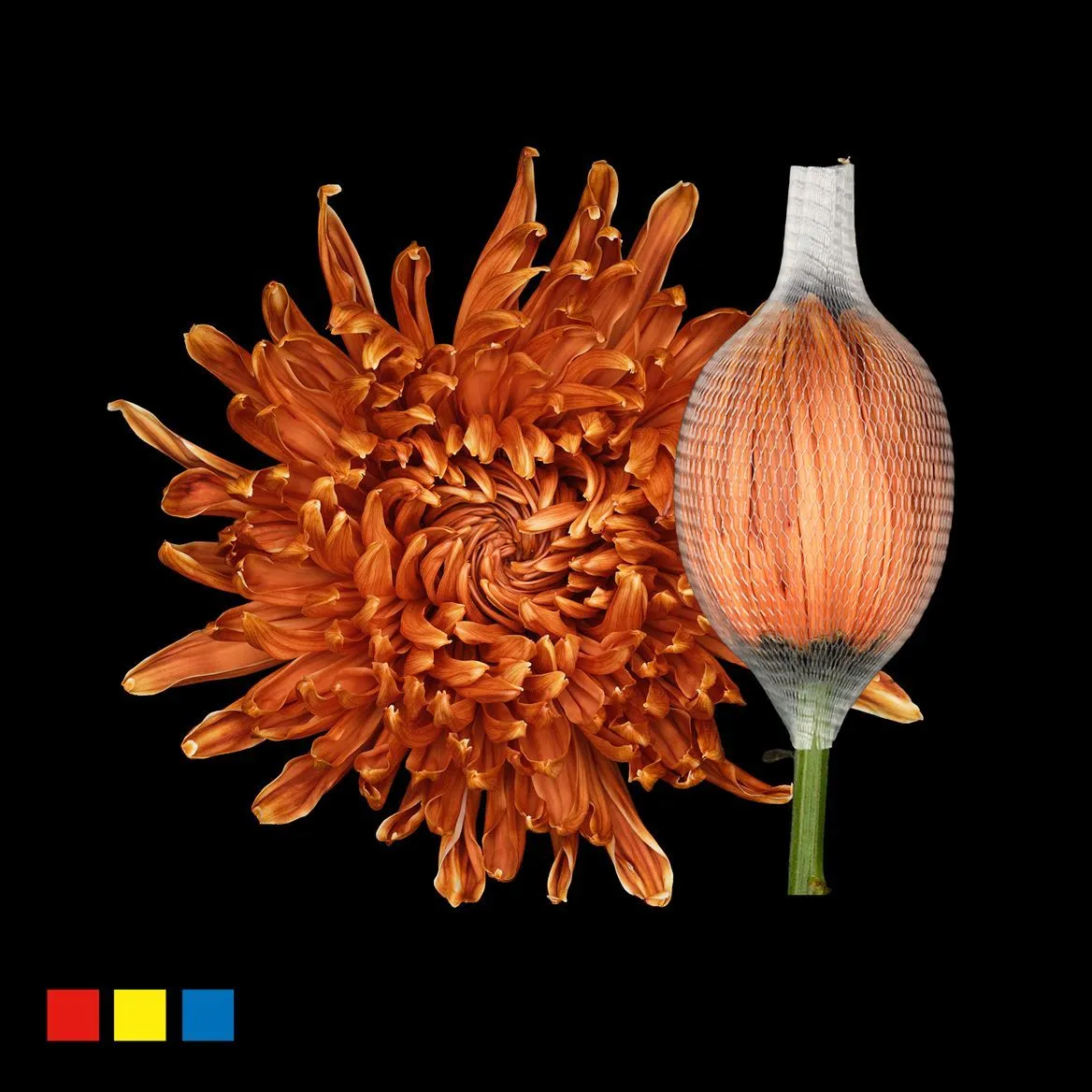 Chryzantéma veľkokvetá Stravina Latte • 70 cm