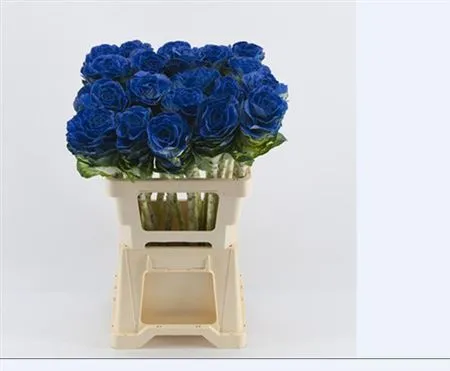 Brassica Painted Blue • 60 cm