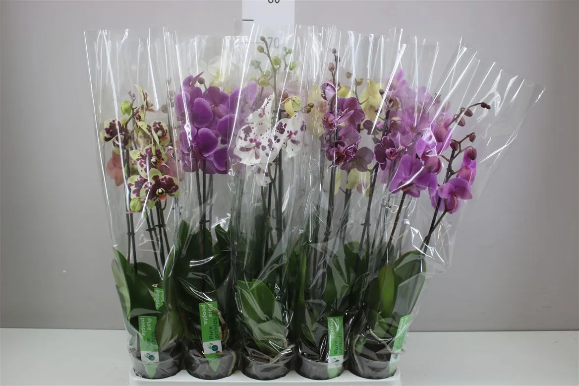 Orchidea Phalaenopsis mix 16+, 2 výhony • črepník 12 cm