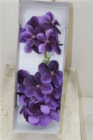 Orchidea Vanda Sunanda Sapphire • 30 cm