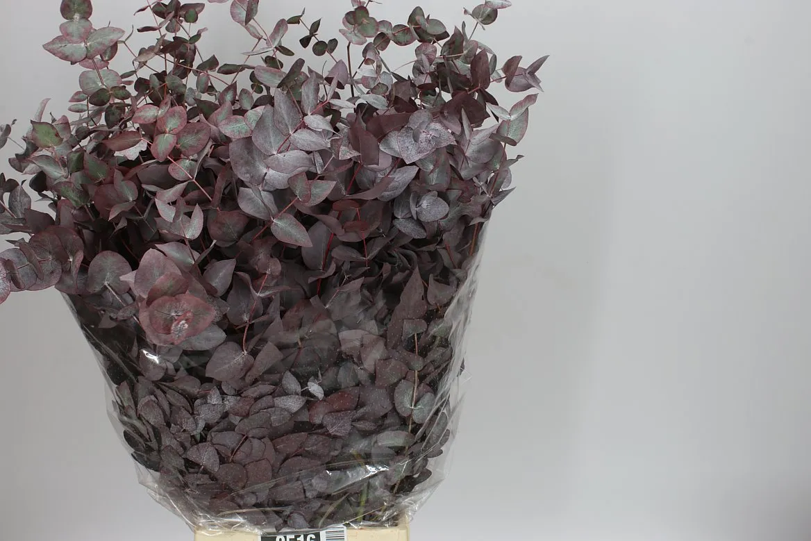 Eukalyptus Cinerea Abs Red • 70 cm