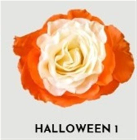 Ruža farbená Halloween 1, Ekvádor • 50 cm