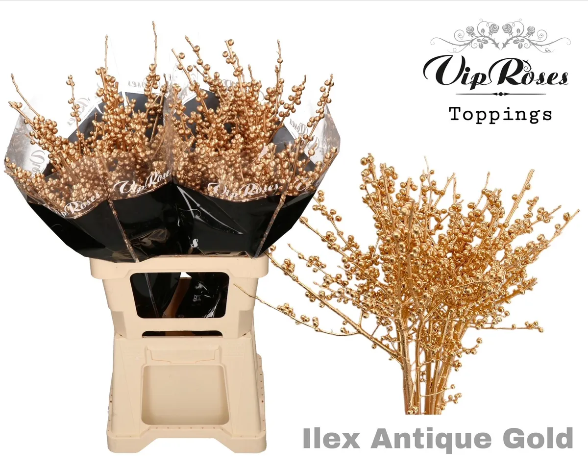 Ilex Antique Gold 60 Cm • 60 cm