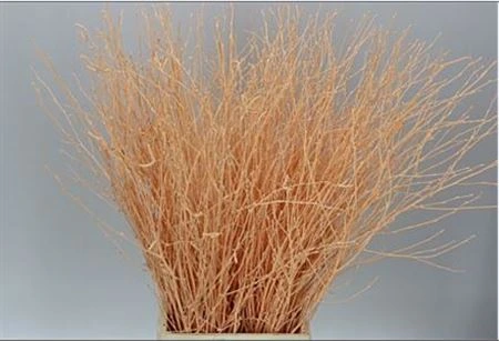 Breza Apricot • 70 cm
