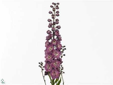 Stračonôžka Elatum Pink Power • 100 cm