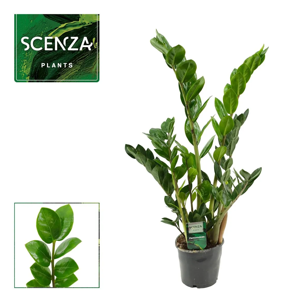 Zamiokulkas Lima 12 Cm Scenza 50 Cm, 3+ Veren (sce • črepník 12 cm