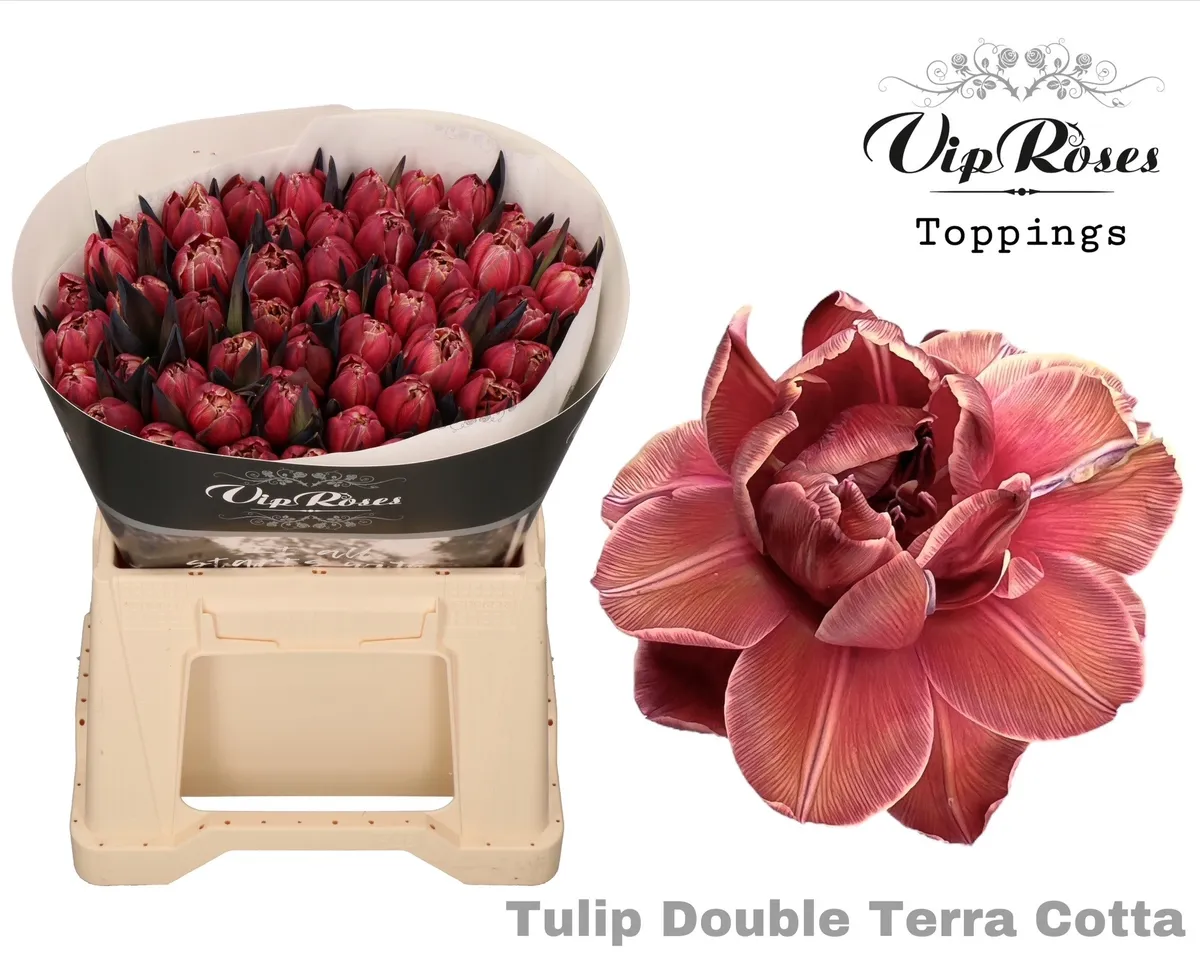 Tulipán plnokvetý Double Terracotta • 38 cm
