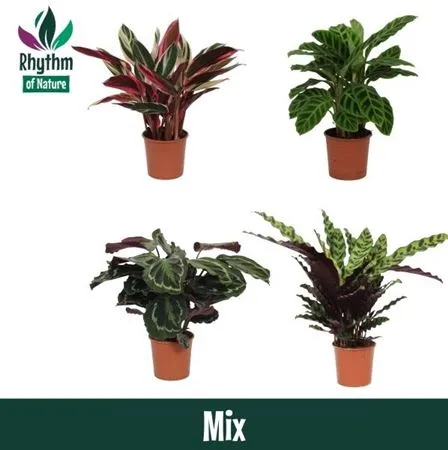 Calathea Gemengd • črepník 14 cm