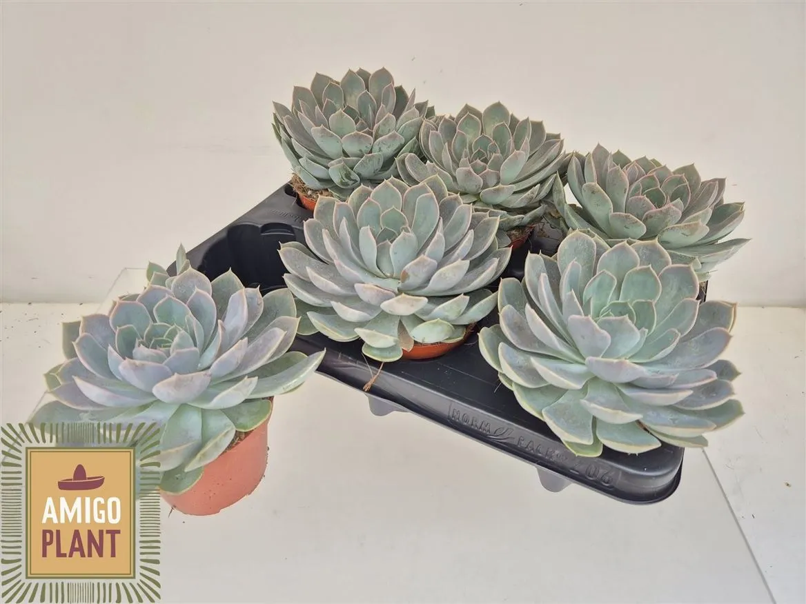 Echeveria Grande Cinza • črepník 10,5 cm
