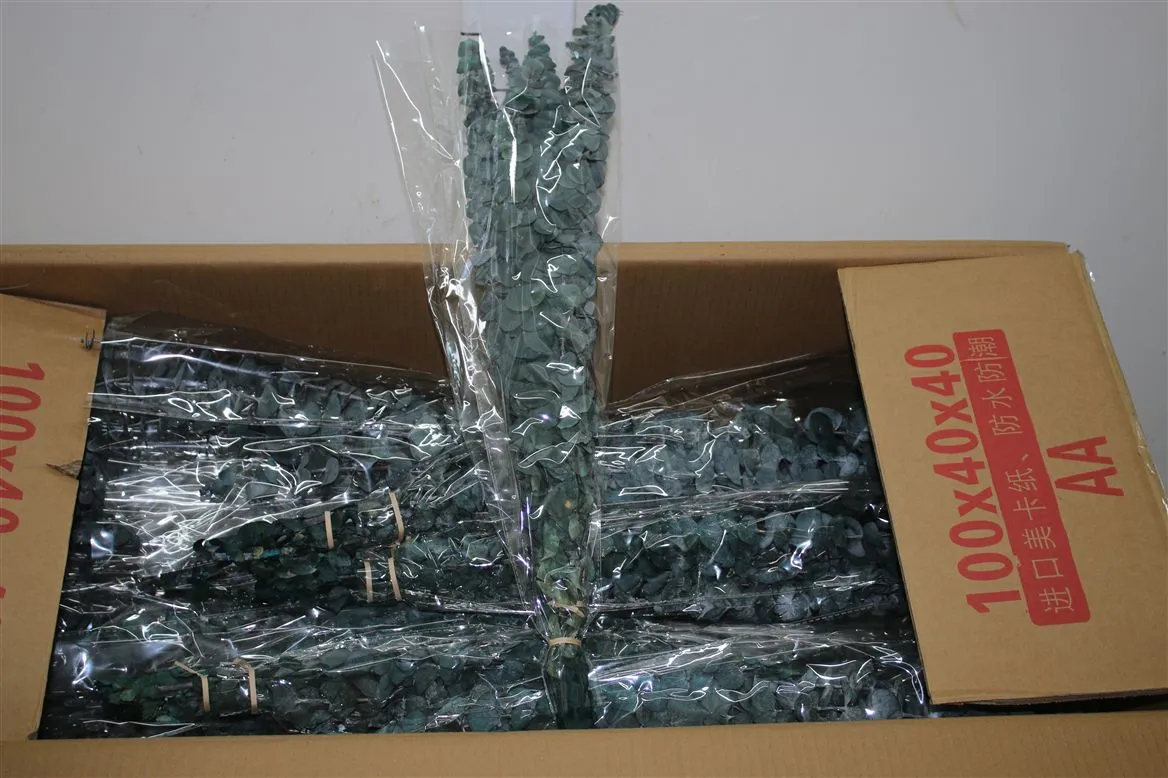Dried Baby Blue Green • 70 cm