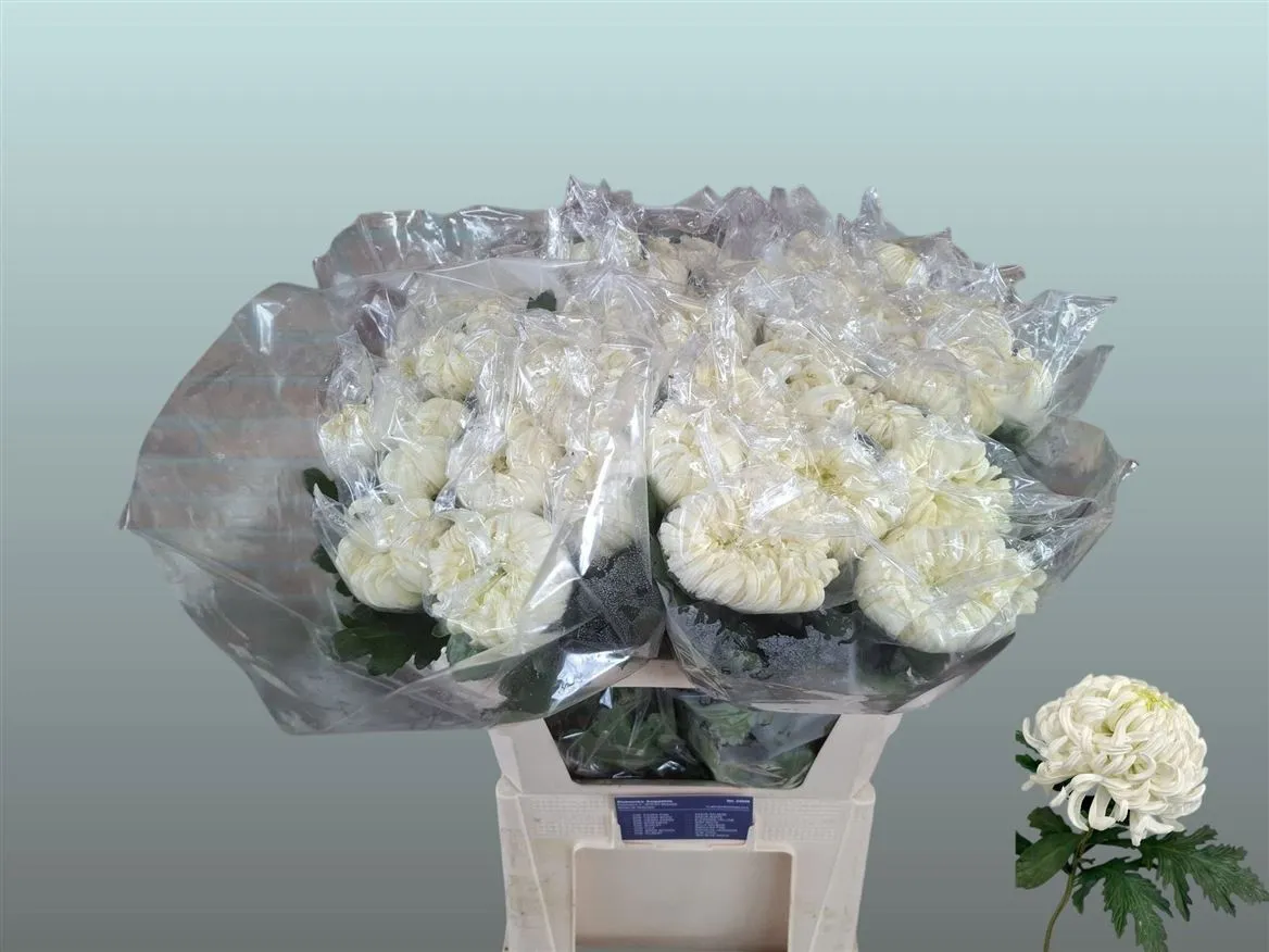 Chryzantéma veľkokvetá Vienna White • 80 cm