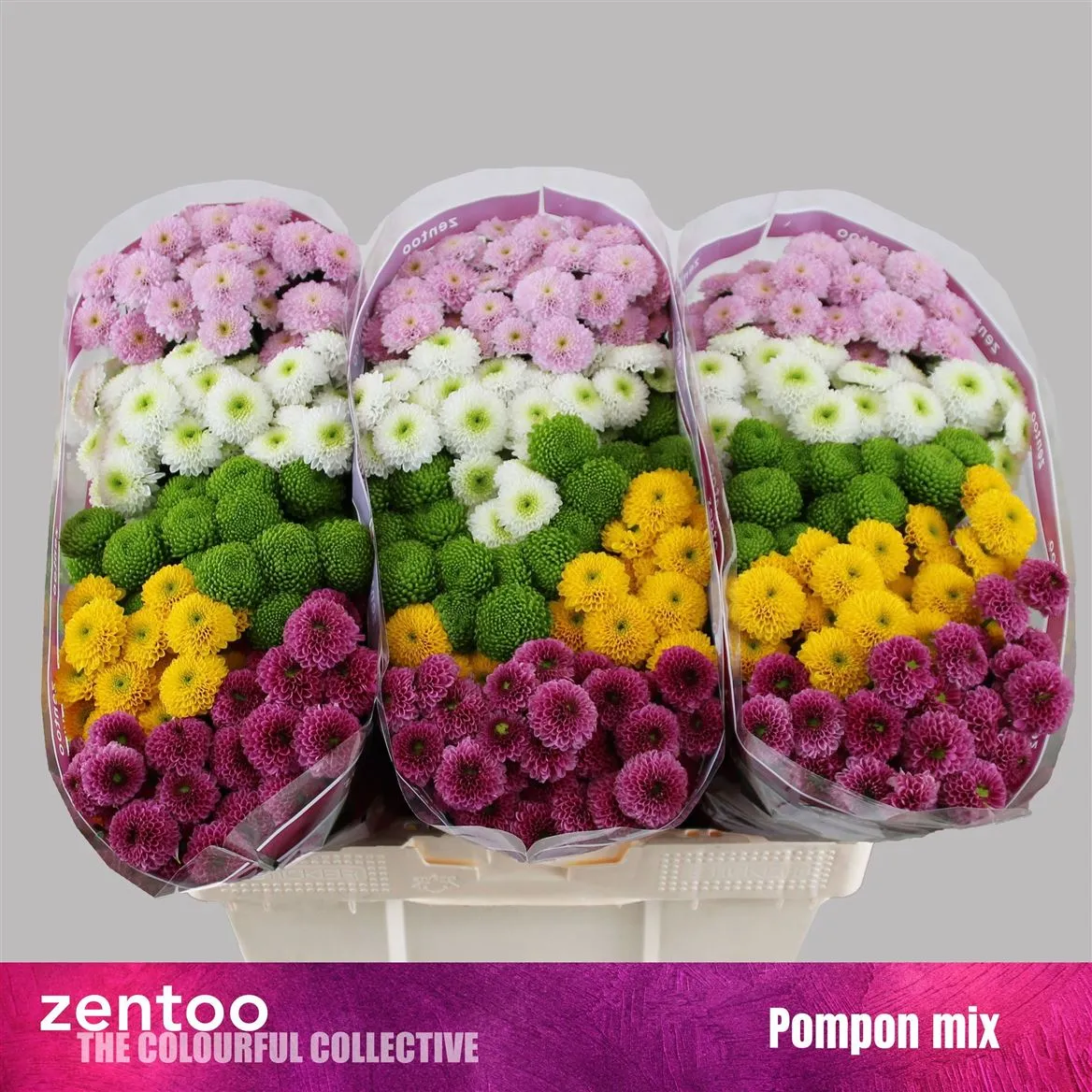 Sant Pompoen Mixed • 55 cm