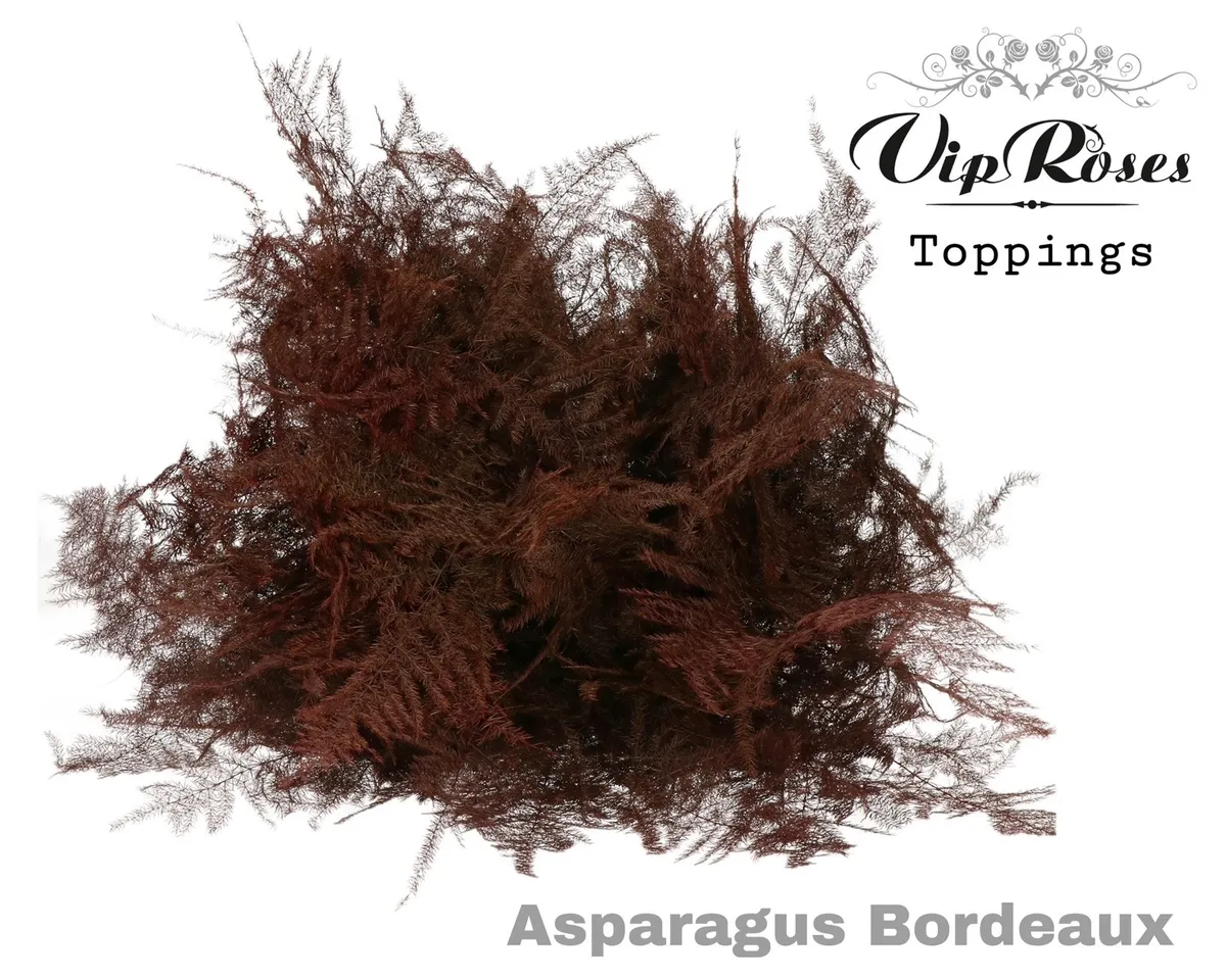 Asp Ov Getopt Lang Bordeaux • 85 cm