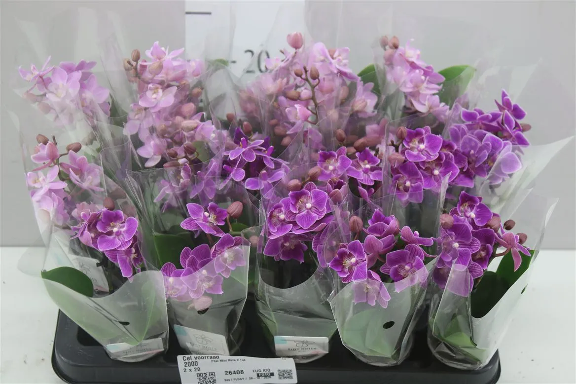 Orchidea Phalaenopsis Mini ružová, 2 výhony • črepník 6 cm